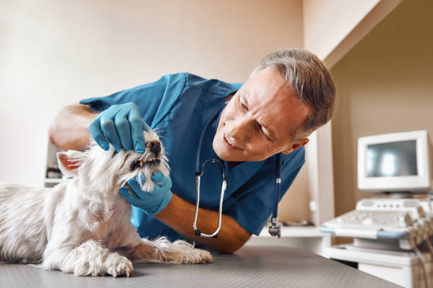 Best 24-Hour Emergency Dentist in Central, LA